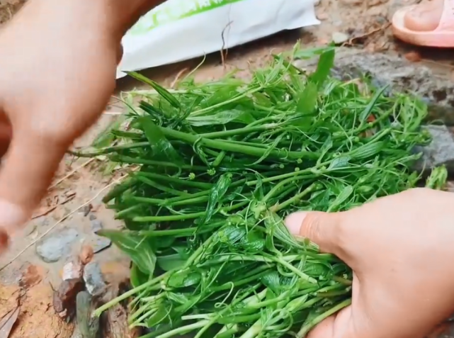 這種野草很多人都沒吃過,掐下嫩尖形似牛尾巴,堪稱野菜中的珍品