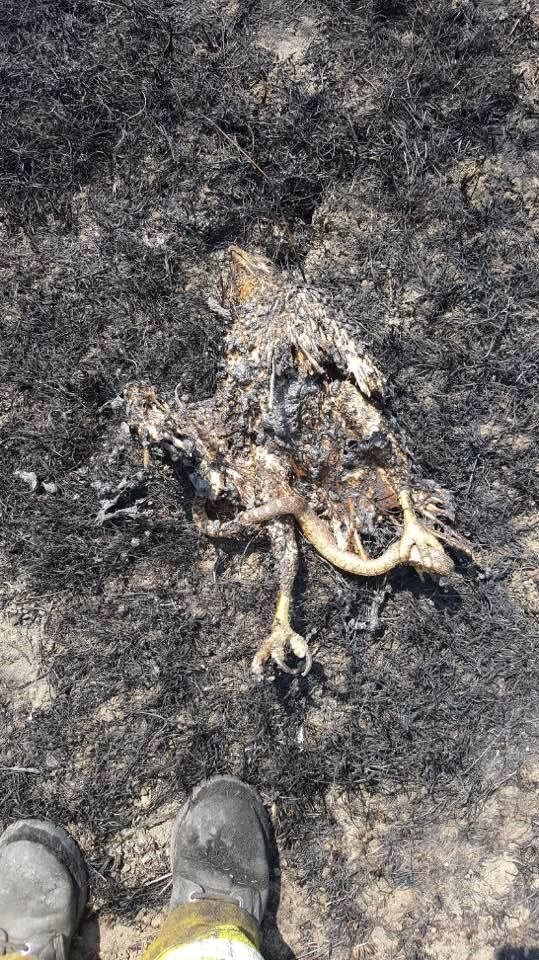 200多亩的森林草地被大火烧毁人类说竟然是你们干的