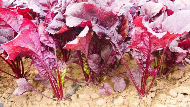 第一,红叶菠菜的颜色从根部长出来就是红色,而不是从绿色慢慢变成红色
