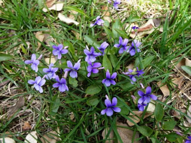 这种开着紫花的植物我们当地人叫兔耳草你们老家那叫啥