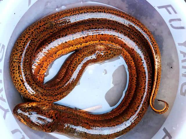 举头望明月此鳝不可食民间为啥说3斤重的大黄鳝不能吃