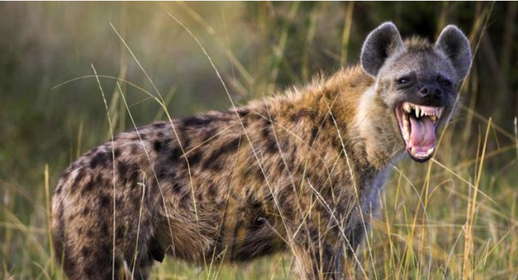 非洲草原的排位之战野狗vs鬣狗谁才是真正的非洲老二