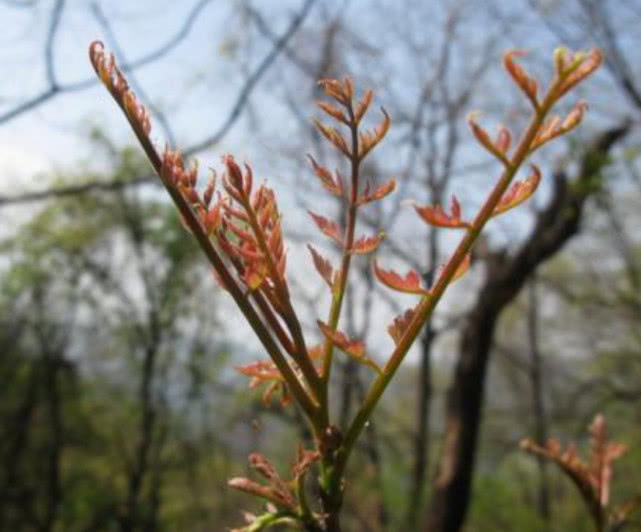 它是栾树的嫩芽,味道比椿芽还鲜,如今是京西地区的名牌野菜