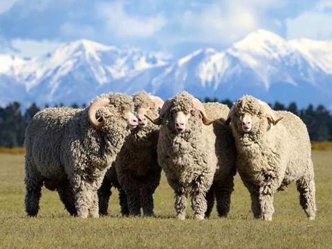 道奇公羊皮卡4x4价格