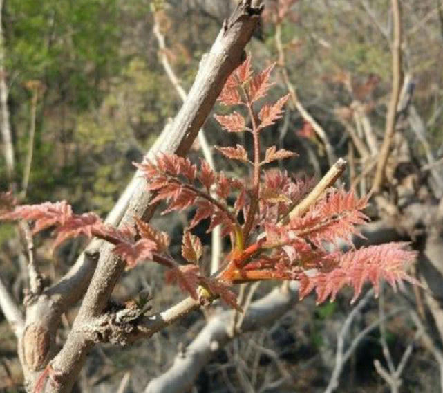 它是栾树的嫩芽味道比椿芽还鲜如今是京西地区的名牌野菜