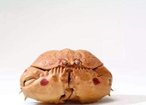 面包蟹的"近亲"被称为"傻瓜蟹"长相"呆萌"被商贩当面包蟹卖