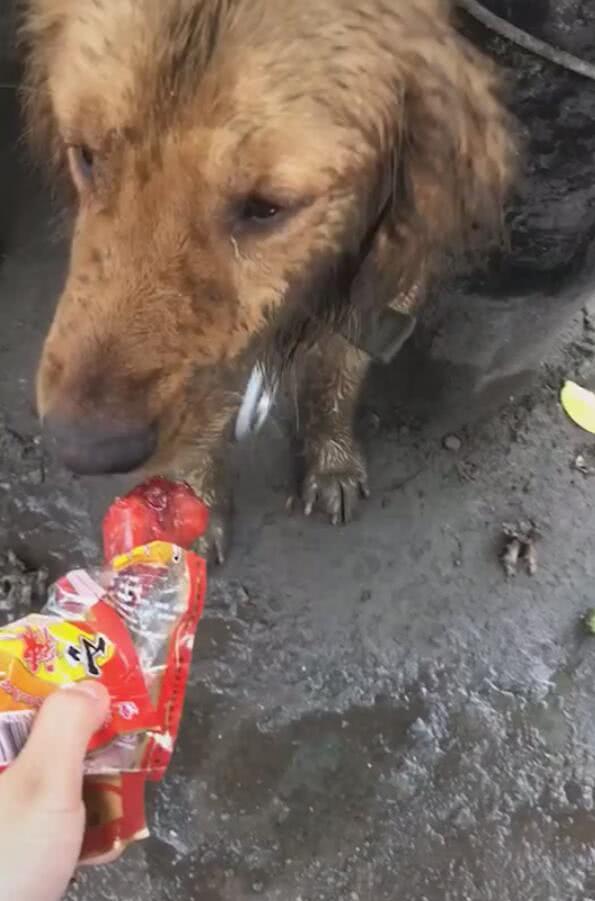 金毛被卖给快餐店老板,被绑在黑泥潭里,日子过得憋屈