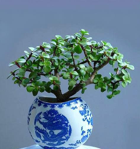 盆栽金枝玉叶，3个“小动作”，叶片饱满有光泽，轻松变成美盆景