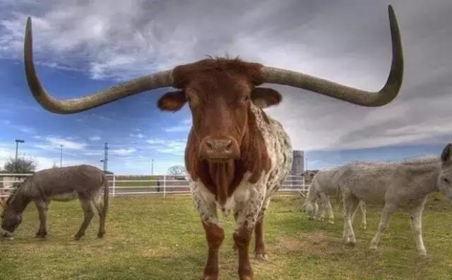 德克萨斯长角牛,原来牛魔王的牛角可以那么长!