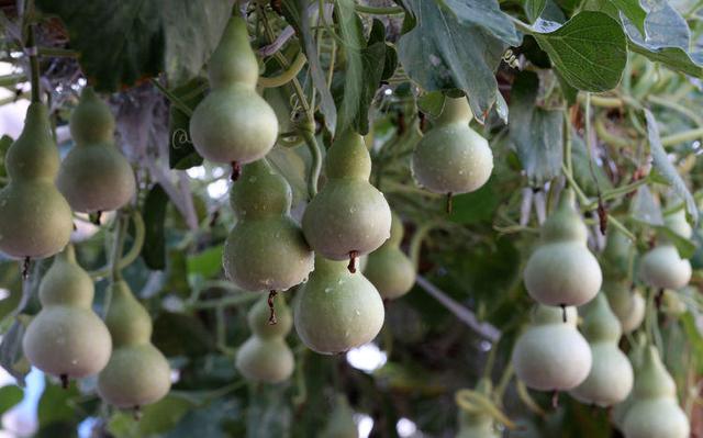 小学生回家拿了几粒葫芦籽种在校园几个月后长出上百葫芦娃