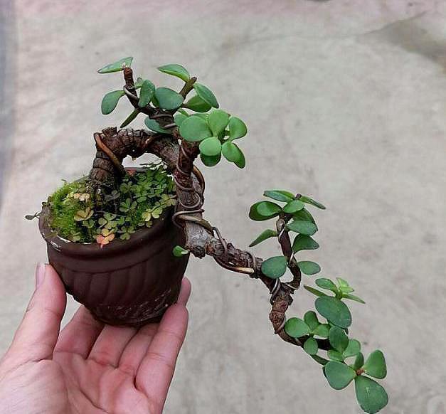 盆栽金枝玉叶，3个“小动作”，叶片饱满有光泽，轻松变成美盆景