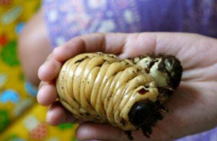 男孩玩耍捡到大虫子,照料不久破茧而出,威风凛凛自带气场!