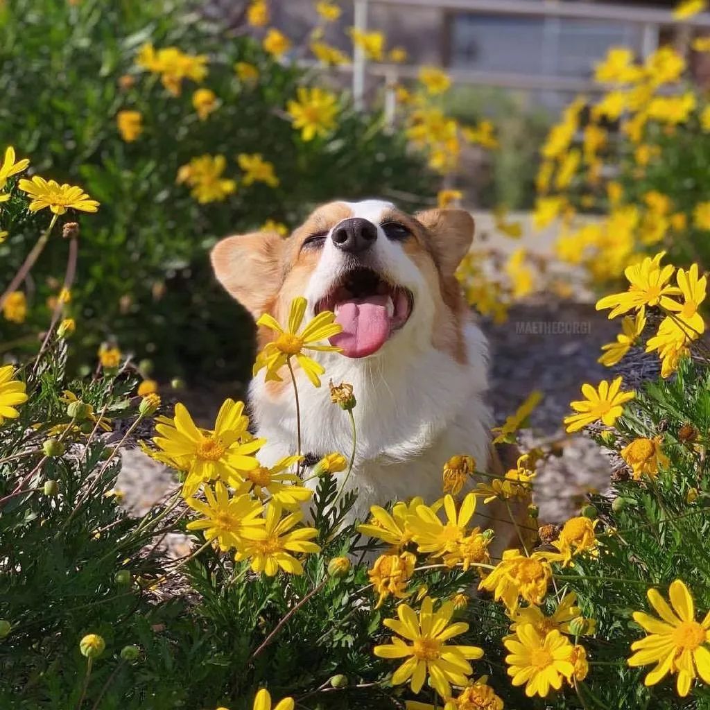 短腿柯基君的出游时光,鲜花跟柯基也很配呢