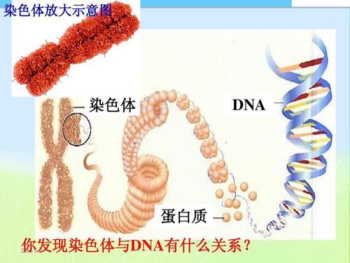 生殖隔离是非常彻底的,这是因为水牛的染色体是30对,黄牛的染色体是24