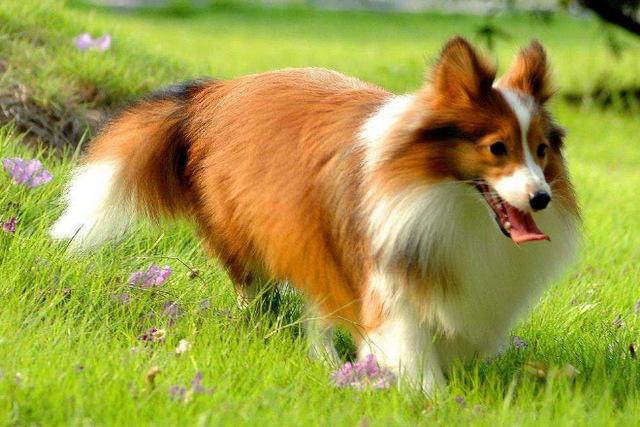 世界10大最聪明的名犬,金毛和拉布拉多成功入选,你养了哪种?