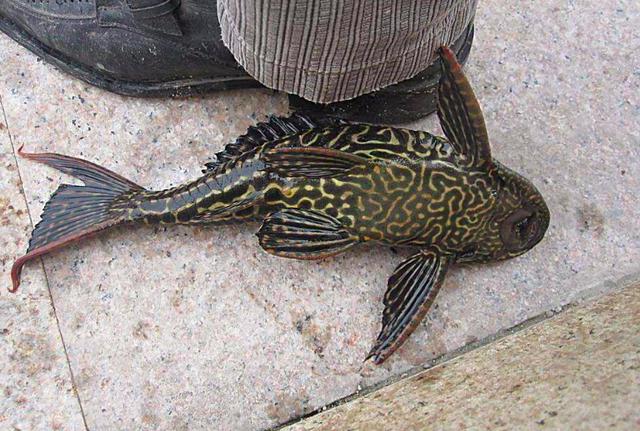 破坏水产养殖清道夫鱼泛滥为什么没有人抓来做菜吃