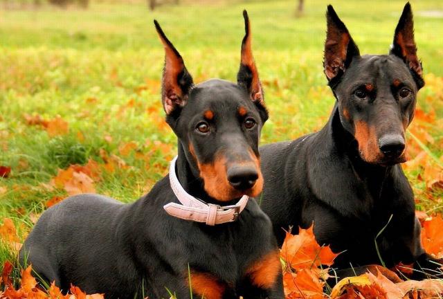 世界10大最聪明的名犬,金毛和拉布拉多成功入选,你养了哪种?