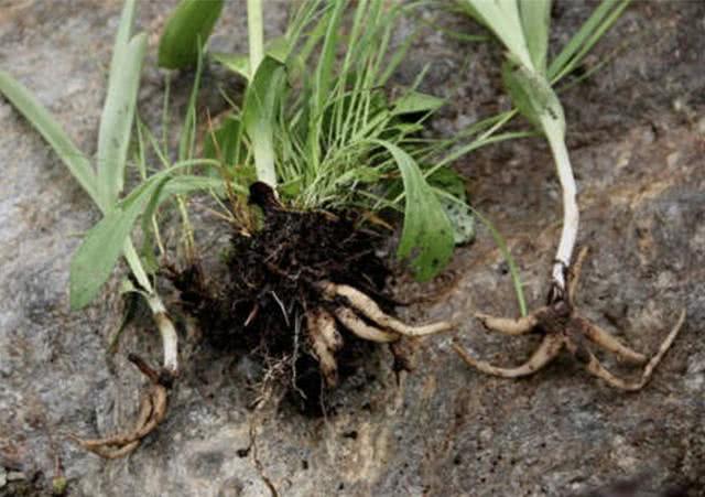 草丛里的1种块茎,人称"手掌参","100元"1斤,价值高!