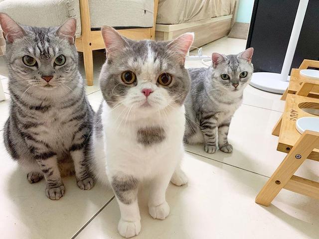 几只猫咪为了零食,早已把尊严抛弃在猫砂盆里,同时与主人握手