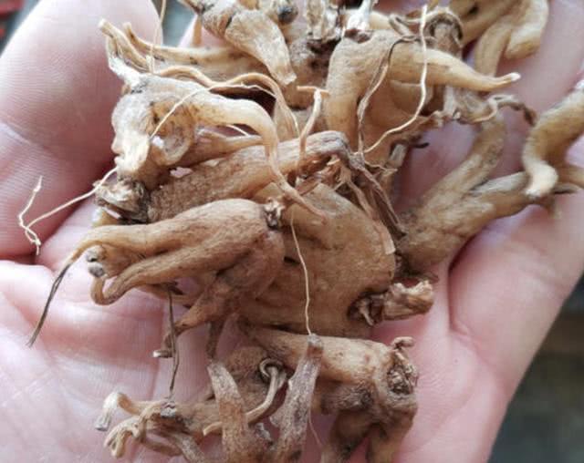 手掌参(手掌参多少钱一斤)