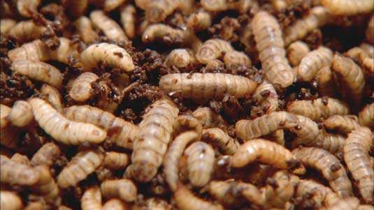 白色污染有望解决,还能变废为宝|塑料|白色污染|蜡虫_新浪新闻