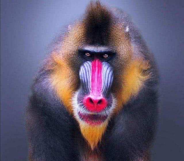 重庆动物园引进鬼脸猴名出山海经例假时间与人相同