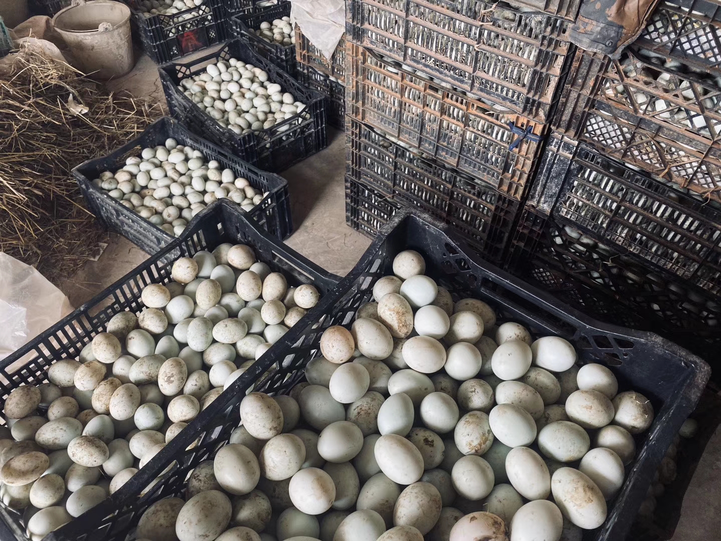 他有个鸭场在山的一侧,蛋鸭450日龄,产蛋下降了是什么原因?