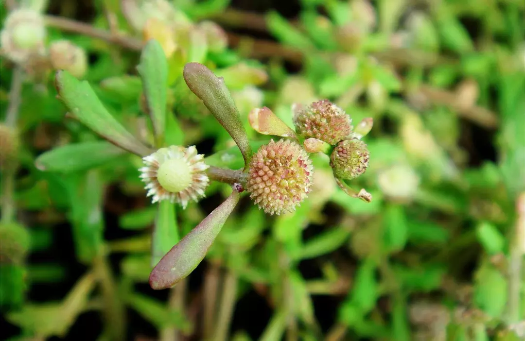 老家的鹅不食草作用有很多听说能治鼻炎山上遍地是