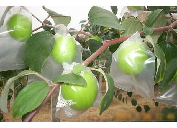 这季节很多农民开始给苹果套袋,套袋有什么技巧和优势?