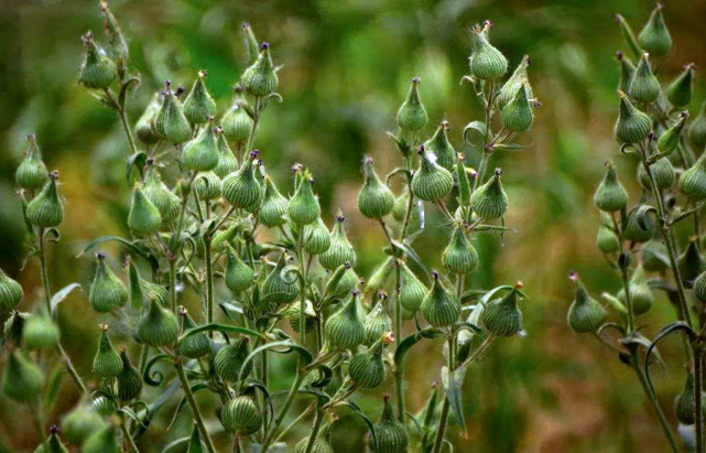 农村一种野菜,夏天正是盛产时,抓紧时间,这一波吃过,等明年
