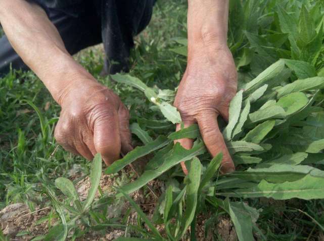 苦菜是农村常见的野菜,只要有一点根,就会年年发芽长大,在贫苦的日子