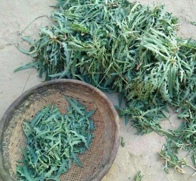 民间称它为天香菜,味道非常苦,营养价值高,高档酒店