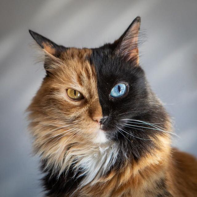 阴阳脸猫咪还有异色瞳简直是天使和恶魔的合体