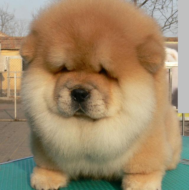 自从养了一只松狮犬,出门就没有怕过