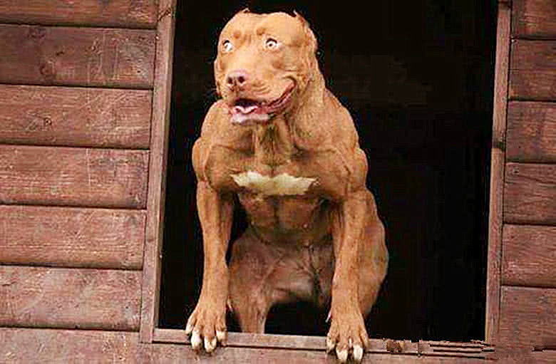 女子嫌弃比特犬瘦弱便每天进行魔鬼训练1个月后没人敢上门了