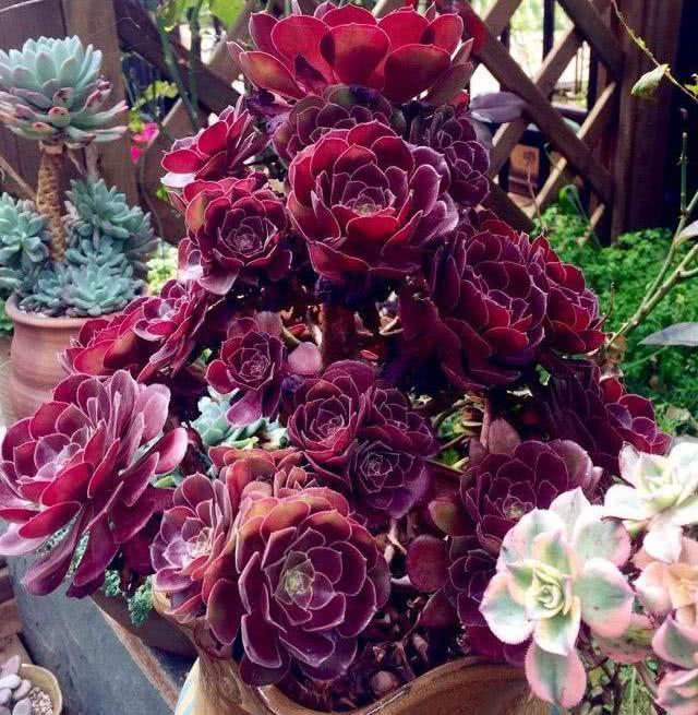 荷兰圆叶"玫瑰法师",冬天长不长?全靠"一点"决定