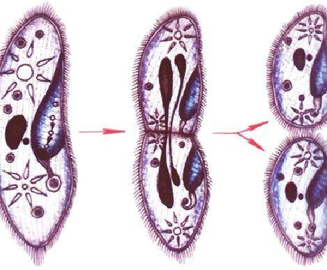 没有三个胃的动物