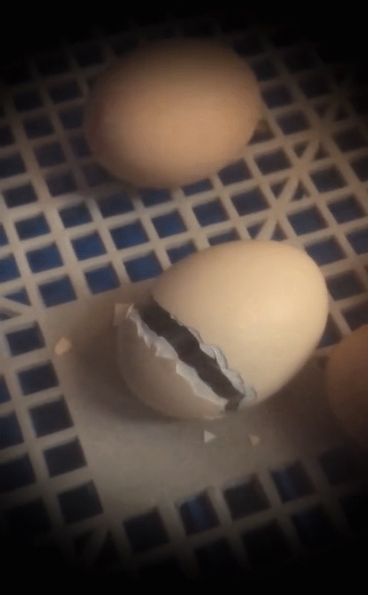 哈哈,这下把等等和小花妹妹给开心的不要不要的,亲眼看着小鸡仔从蛋壳