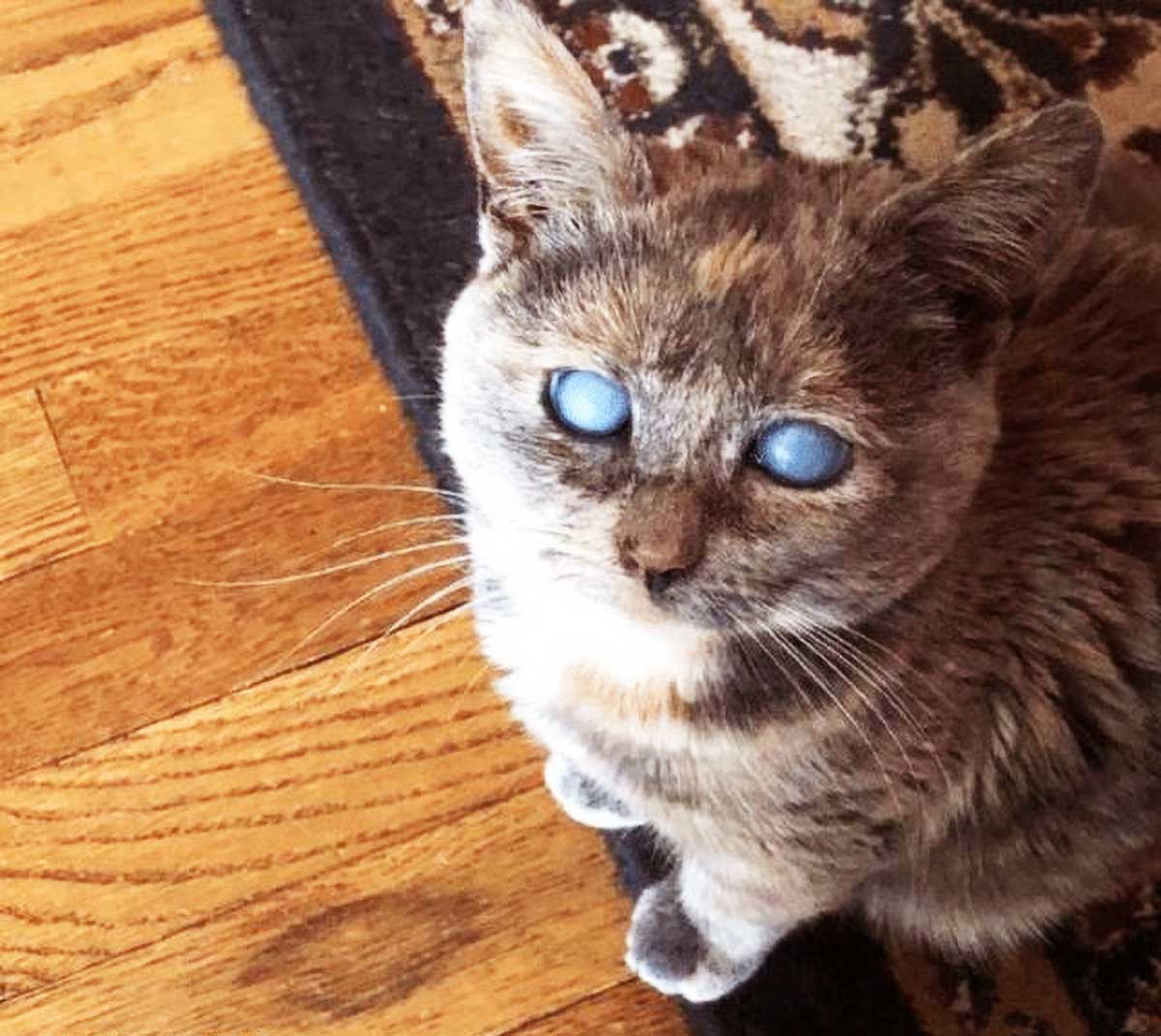 原来这猫咪的眼睛发白,加上这昏暗的天气看起来非常的吓人,犹如恐怖