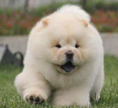 自从养了一只松狮犬,出门就没有怕过|松狮犬|狗粮|安全感_新浪新闻