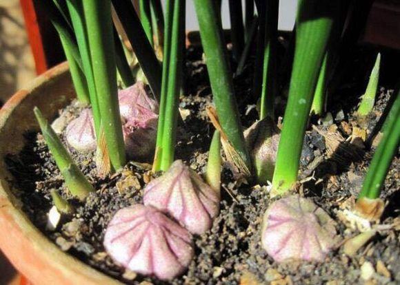 一叶兰开花了花瓣像魔鬼张着大嘴要吃人简直丑到爆