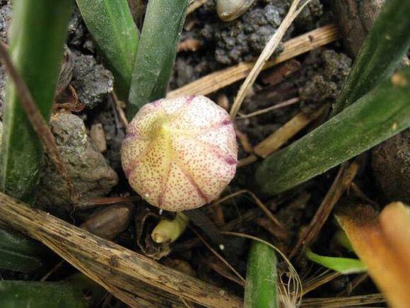 一叶兰开花了花瓣像魔鬼张着大嘴要吃人简直丑到爆