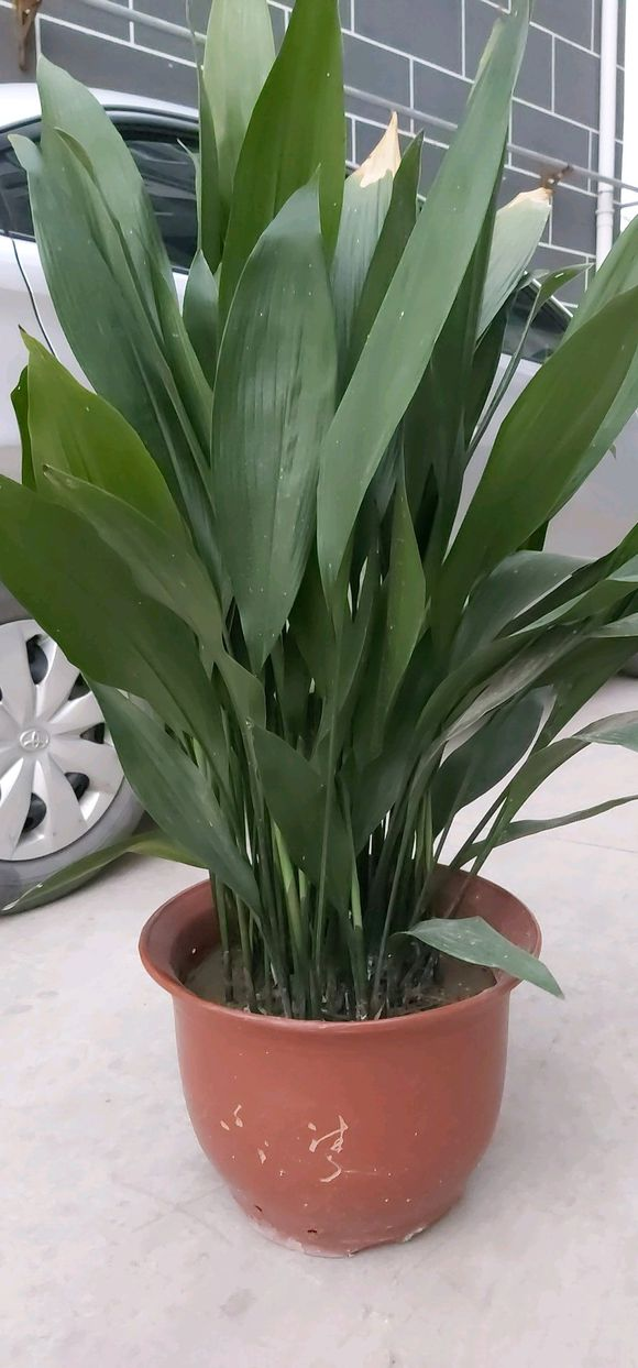 一叶兰开花了花瓣像魔鬼张着大嘴要吃人简直丑到爆