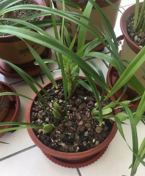 柳树皮养花有4大好处难养的花也一样养爆盆