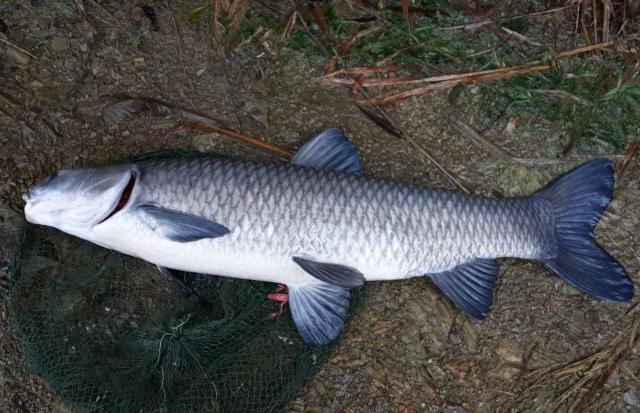 天气较低只有4℃时,如何才能钓获青鱼,这些技巧值得一看