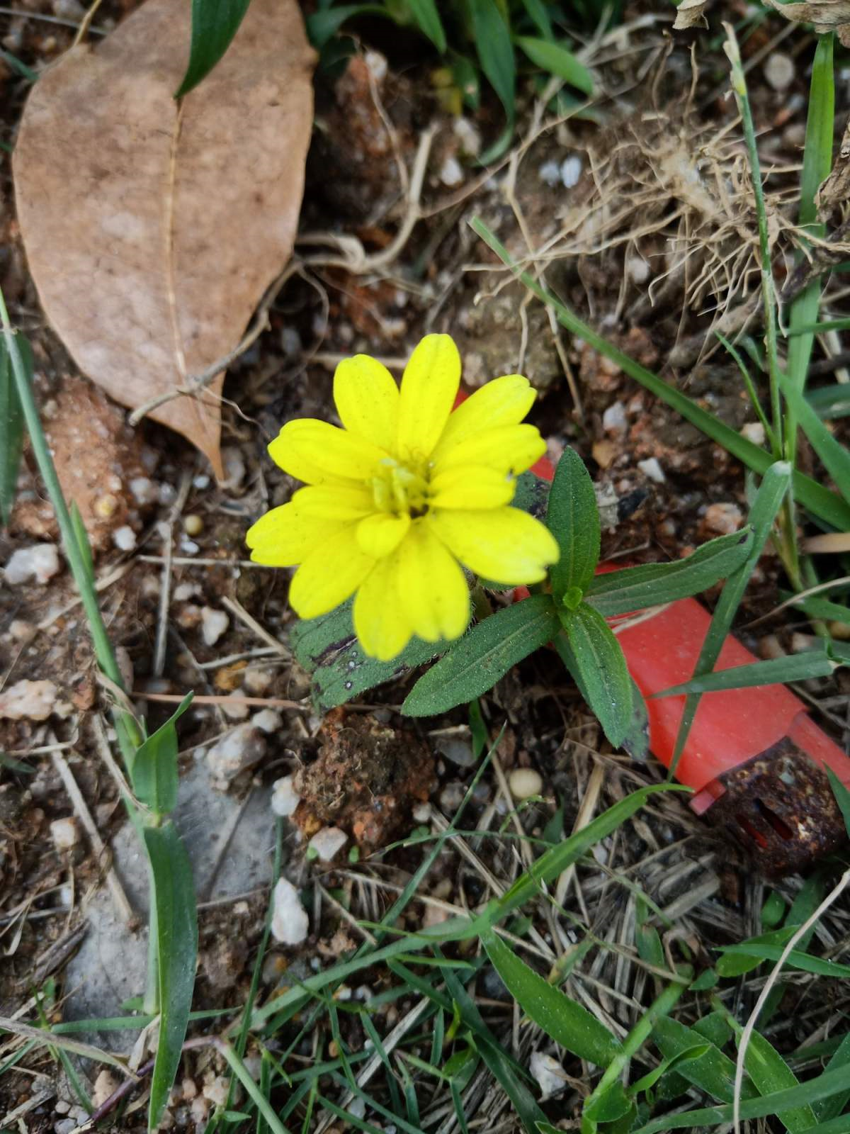 这野菊花种一棵冒出10棵把它名字能读对的都是顶级文化人