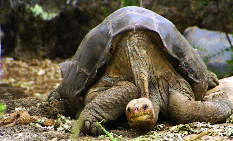 世界上最孤独的动物,死亡即灭绝,最后一只已在2012年离开人世