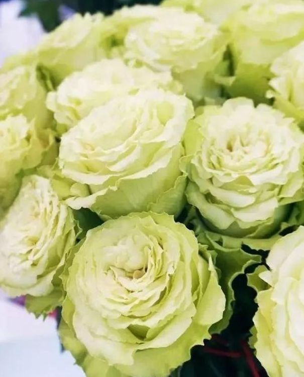 "稀有玫瑰"绿柠檬,如绿色精灵,灵动可爱,可以说是精品