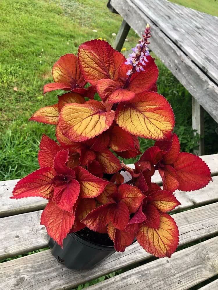 彩叶草叶子斑斓没想到花朵还挺好看这观叶植物美不可方物