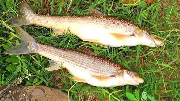 黄河|鸽子|鱼_新浪新闻